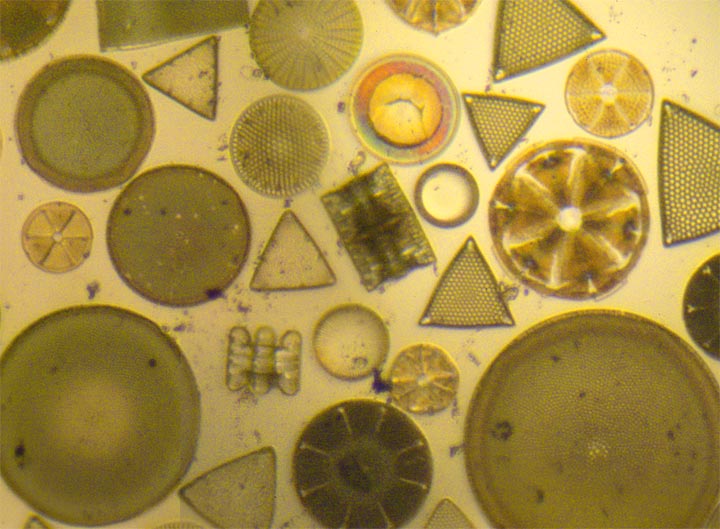 Diatoms 1 detail